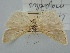 ( - BGE_ZSM_LEP_1212)  @11 [ ] by-nc-sa (2024) SNSB, Staatliche Naturwissenschaftliche Sammlungen Bayerns ZSM (SNSB, Zoologische Staatssammlung Muenchen)