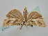  ( - BGE_ZSM_LEP_1217)  @11 [ ] by-nc-sa (2024) SNSB, Staatliche Naturwissenschaftliche Sammlungen Bayerns ZSM (SNSB, Zoologische Staatssammlung Muenchen)