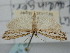 ( - BGE_ZSM_LEP_1219)  @11 [ ] by-nc-sa (2024) SNSB, Staatliche Naturwissenschaftliche Sammlungen Bayerns ZSM (SNSB, Zoologische Staatssammlung Muenchen)