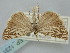  ( - BGE_ZSM_LEP_1231)  @11 [ ] by-nc-sa (2024) SNSB, Staatliche Naturwissenschaftliche Sammlungen Bayerns ZSM (SNSB, Zoologische Staatssammlung Muenchen)