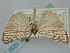  ( - BGE_ZSM_LEP_1232)  @11 [ ] by-nc-sa (2024) SNSB, Staatliche Naturwissenschaftliche Sammlungen Bayerns ZSM (SNSB, Zoologische Staatssammlung Muenchen)
