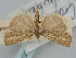  ( - BGE_ZSM_LEP_1233)  @11 [ ] by-nc-sa (2024) SNSB, Staatliche Naturwissenschaftliche Sammlungen Bayerns ZSM (SNSB, Zoologische Staatssammlung Muenchen)