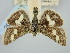 ( - BGE_ZSM_LEP_1258)  @11 [ ] by-nc-sa (2024) SNSB, Staatliche Naturwissenschaftliche Sammlungen Bayerns ZSM (SNSB, Zoologische Staatssammlung Muenchen)
