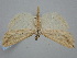  ( - BGE_ZSM_LEP_1260)  @11 [ ] by-nc-sa (2024) SNSB, Staatliche Naturwissenschaftliche Sammlungen Bayerns ZSM (SNSB, Zoologische Staatssammlung Muenchen)