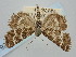  ( - BGE_ZSM_LEP_1264)  @11 [ ] by-nc-sa (2024) SNSB, Staatliche Naturwissenschaftliche Sammlungen Bayerns ZSM (SNSB, Zoologische Staatssammlung Muenchen)