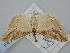  (Evergestis dusmeti - BGE_ZSM_LEP_1268)  @11 [ ] by-nc-sa (2024) SNSB, Staatliche Naturwissenschaftliche Sammlungen Bayerns ZSM (SNSB, Zoologische Staatssammlung Muenchen)