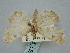  ( - BGE_ZSM_LEP_1270)  @11 [ ] by-nc-sa (2024) SNSB, Staatliche Naturwissenschaftliche Sammlungen Bayerns ZSM (SNSB, Zoologische Staatssammlung Muenchen)