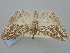  ( - BGE_ZSM_LEP_1277)  @11 [ ] by-nc-sa (2024) SNSB, Staatliche Naturwissenschaftliche Sammlungen Bayerns ZSM (SNSB, Zoologische Staatssammlung Muenchen)