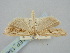  ( - BGE_ZSM_LEP_1343)  @11 [ ] by-nc-sa (2024) SNSB, Staatliche Naturwissenschaftliche Sammlungen Bayerns ZSM (SNSB, Zoologische Staatssammlung Muenchen)