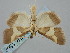  ( - BGE_ZSM_LEP_1362)  @11 [ ] by-nc-sa (2024) SNSB, Staatliche Naturwissenschaftliche Sammlungen Bayerns ZSM (SNSB, Zoologische Staatssammlung Muenchen)