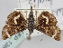  ( - BGE_ZSM_LEP_1364)  @11 [ ] by-nc-sa (2024) SNSB, Staatliche Naturwissenschaftliche Sammlungen Bayerns ZSM (SNSB, Zoologische Staatssammlung Muenchen)