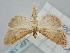  ( - BGE_ZSM_LEP_1368)  @11 [ ] by-nc-sa (2024) SNSB, Staatliche Naturwissenschaftliche Sammlungen Bayerns ZSM (SNSB, Zoologische Staatssammlung Muenchen)