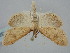  ( - BGE_ZSM_LEP_1369)  @11 [ ] by-nc-sa (2024) SNSB, Staatliche Naturwissenschaftliche Sammlungen Bayerns ZSM (SNSB, Zoologische Staatssammlung Muenchen)
