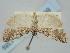  ( - BGE_ZSM_LEP_1389)  @11 [ ] by-nc-sa (2024) SNSB, Staatliche Naturwissenschaftliche Sammlungen Bayerns ZSM (SNSB, Zoologische Staatssammlung Muenchen)