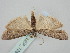  ( - BGE_ZSM_LEP_1392)  @11 [ ] by-nc-sa (2024) SNSB, Staatliche Naturwissenschaftliche Sammlungen Bayerns ZSM (SNSB, Zoologische Staatssammlung Muenchen)
