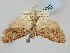  ( - BGE_ZSM_LEP_1402)  @11 [ ] by-nc-sa (2024) SNSB, Staatliche Naturwissenschaftliche Sammlungen Bayerns ZSM (SNSB, Zoologische Staatssammlung Muenchen)