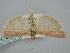  ( - BGE_ZSM_LEP_1424)  @11 [ ] by-nc-sa (2024) SNSB, Staatliche Naturwissenschaftliche Sammlungen Bayerns ZSM (SNSB, Zoologische Staatssammlung Muenchen)