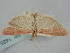  ( - BGE_ZSM_LEP_1425)  @11 [ ] by-nc-sa (2024) SNSB, Staatliche Naturwissenschaftliche Sammlungen Bayerns ZSM (SNSB, Zoologische Staatssammlung Muenchen)