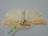  ( - BGE_ZSM_LEP_1437)  @11 [ ] by-nc-sa (2024) SNSB, Staatliche Naturwissenschaftliche Sammlungen Bayerns ZSM (SNSB, Zoologische Staatssammlung Muenchen)
