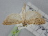  ( - BGE_ZSM_LEP_1443)  @11 [ ] by-nc-sa (2024) SNSB, Staatliche Naturwissenschaftliche Sammlungen Bayerns ZSM (SNSB, Zoologische Staatssammlung Muenchen)