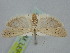  ( - BGE_ZSM_LEP_1453)  @11 [ ] by-nc-sa (2024) SNSB, Staatliche Naturwissenschaftliche Sammlungen Bayerns ZSM (SNSB, Zoologische Staatssammlung Muenchen)