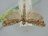  ( - BGE_ZSM_LEP_1460)  @11 [ ] by-nc-sa (2024) SNSB, Staatliche Naturwissenschaftliche Sammlungen Bayerns ZSM (SNSB, Zoologische Staatssammlung Muenchen)