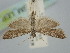  ( - BGE_ZSM_LEP_1461)  @11 [ ] by-nc-sa (2024) SNSB, Staatliche Naturwissenschaftliche Sammlungen Bayerns ZSM (SNSB, Zoologische Staatssammlung Muenchen)
