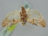  ( - BGE_ZSM_LEP_1467)  @11 [ ] by-nc-sa (2024) SNSB, Staatliche Naturwissenschaftliche Sammlungen Bayerns ZSM (SNSB, Zoologische Staatssammlung Muenchen)
