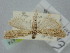  ( - BGE_ZSM_LEP_1474)  @11 [ ] by-nc-sa (2024) SNSB, Staatliche Naturwissenschaftliche Sammlungen Bayerns ZSM (SNSB, Zoologische Staatssammlung Muenchen)