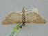  ( - BGE_ZSM_LEP_1475)  @11 [ ] by-nc-sa (2024) SNSB, Staatliche Naturwissenschaftliche Sammlungen Bayerns ZSM (SNSB, Zoologische Staatssammlung Muenchen)