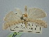  ( - BGE_ZSM_LEP_1476)  @11 [ ] by-nc-sa (2024) SNSB, Staatliche Naturwissenschaftliche Sammlungen Bayerns ZSM (SNSB, Zoologische Staatssammlung Muenchen)
