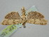  ( - BGE_ZSM_LEP_1503)  @11 [ ] by-nc-sa (2024) SNSB, Staatliche Naturwissenschaftliche Sammlungen Bayerns ZSM (SNSB, Zoologische Staatssammlung Muenchen)