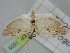  ( - BGE_ZSM_LEP_1505)  @11 [ ] by-nc-sa (2024) SNSB, Staatliche Naturwissenschaftliche Sammlungen Bayerns ZSM (SNSB, Zoologische Staatssammlung Muenchen)