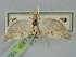  ( - BGE_ZSM_LEP_1506)  @11 [ ] by-nc-sa (2024) SNSB, Staatliche Naturwissenschaftliche Sammlungen Bayerns ZSM (SNSB, Zoologische Staatssammlung Muenchen)