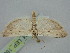  ( - BGE_ZSM_LEP_1507)  @11 [ ] by-nc-sa (2024) SNSB, Staatliche Naturwissenschaftliche Sammlungen Bayerns ZSM (SNSB, Zoologische Staatssammlung Muenchen)