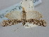  ( - BGE_ZSM_LEP_1534)  @11 [ ] by-nc-sa (2024) SNSB, Staatliche Naturwissenschaftliche Sammlungen Bayerns ZSM (SNSB, Zoologische Staatssammlung Muenchen)