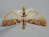  ( - BGE_ZSM_LEP_1541)  @11 [ ] by-nc-sa (2024) SNSB, Staatliche Naturwissenschaftliche Sammlungen Bayerns ZSM (SNSB, Zoologische Staatssammlung Muenchen)
