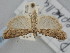  ( - BGE_ZSM_LEP_1566)  @11 [ ] by-nc-sa (2024) SNSB, Staatliche Naturwissenschaftliche Sammlungen Bayerns ZSM (SNSB, Zoologische Staatssammlung Muenchen)