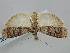  ( - BGE_ZSM_LEP_1582)  @11 [ ] by-nc-sa (2024) SNSB, Staatliche Naturwissenschaftliche Sammlungen Bayerns ZSM (SNSB, Zoologische Staatssammlung Muenchen)