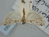  (Phycitodes bentinckella - BGE_ZSM_LEP_1583)  @11 [ ] by-nc-sa (2024) SNSB, Staatliche Naturwissenschaftliche Sammlungen Bayerns ZSM (SNSB, Zoologische Staatssammlung Muenchen)