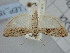  ( - BGE_ZSM_LEP_1589)  @11 [ ] by-nc-sa (2024) SNSB, Staatliche Naturwissenschaftliche Sammlungen Bayerns ZSM (SNSB, Zoologische Staatssammlung Muenchen)