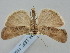  ( - BGE_ZSM_LEP_1596)  @11 [ ] by-nc-sa (2024) SNSB, Staatliche Naturwissenschaftliche Sammlungen Bayerns ZSM (SNSB, Zoologische Staatssammlung Muenchen)