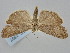  ( - BGE_ZSM_LEP_1597)  @11 [ ] by-nc-sa (2024) SNSB, Staatliche Naturwissenschaftliche Sammlungen Bayerns ZSM (SNSB, Zoologische Staatssammlung Muenchen)