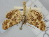  (Synaphe diffidalis - BGE_ZSM_LEP_1610)  @11 [ ] by-nc-sa (2024) SNSB, Staatliche Naturwissenschaftliche Sammlungen Bayerns ZSM (SNSB, Zoologische Staatssammlung Muenchen)