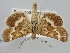  ( - BGE_ZSM_LEP_1611)  @11 [ ] by-nc-sa (2024) SNSB, Staatliche Naturwissenschaftliche Sammlungen Bayerns ZSM (SNSB, Zoologische Staatssammlung Muenchen)