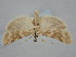  ( - BGE_ZSM_LEP_1636)  @11 [ ] by-nc-sa (2024) SNSB, Staatliche Naturwissenschaftliche Sammlungen Bayerns ZSM (SNSB, Zoologische Staatssammlung Muenchen)