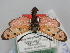  (Zygaena hilaris sevillana - BGE_ZSM_LEP_1719)  @11 [ ] by-nc-sa (2024) SNSB, Staatliche Naturwissenschaftliche Sammlungen Bayerns ZSM (SNSB, Zoologische Staatssammlung Muenchen)