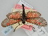  (Zygaena mana chaos - BGE_ZSM_LEP_1738)  @11 [ ] by-nc-sa (2024) SNSB, Staatliche Naturwissenschaftliche Sammlungen Bayerns ZSM (SNSB, Zoologische Staatssammlung Muenchen)