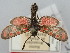  (Zygaena orana contristans - BGE_ZSM_LEP_1751)  @11 [ ] by-nc-sa (2024) SNSB, Staatliche Naturwissenschaftliche Sammlungen Bayerns ZSM (SNSB, Zoologische Staatssammlung Muenchen)