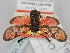  (Zygaena orana hajebensis - BGE_ZSM_LEP_1752)  @11 [ ] by-nc-sa (2024) SNSB, Staatliche Naturwissenschaftliche Sammlungen Bayerns ZSM (SNSB, Zoologische Staatssammlung Muenchen)
